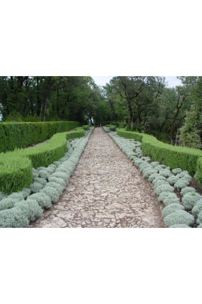 Сантоліна блакитна