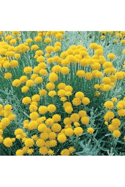 Блакитна сантоліна з жовтими квітами