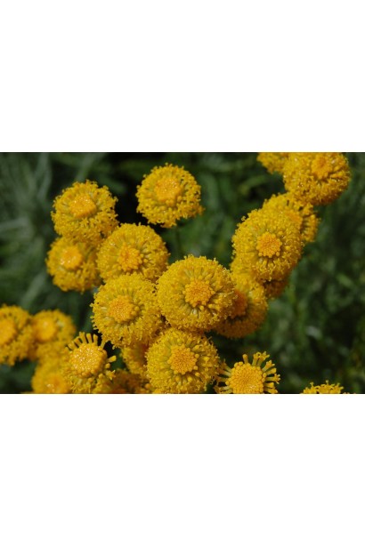 Яскраво-жовті квіти сантоліни