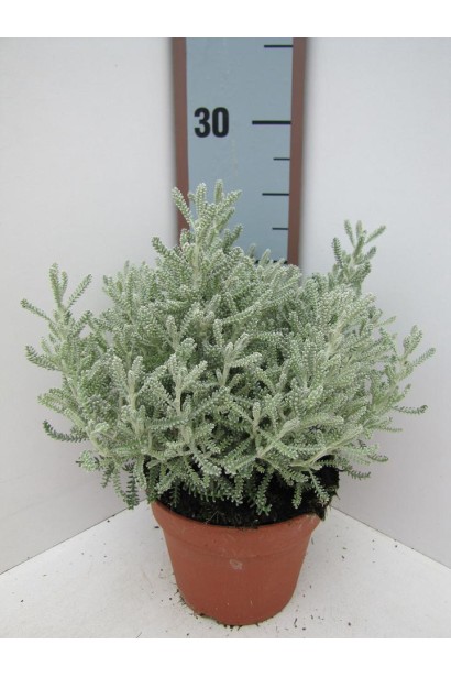 Декоративний напівчагарник сантоліна