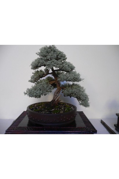 Сантоліна блакитна бонсай