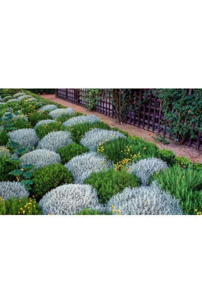 Сантоліна з кулястими суцвіттями