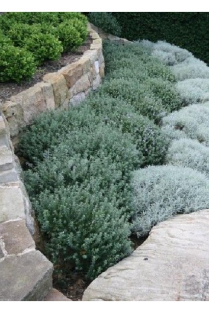 Санмайт з листям схожим на кипарис