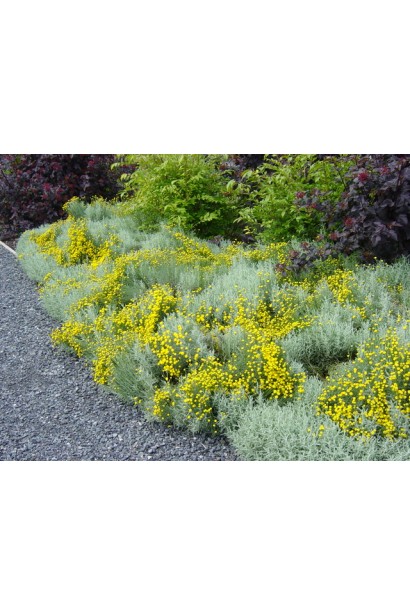 Сантоліна на клумбі