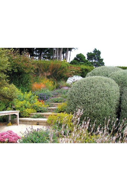 Сантоліна чамейціпариссус - посухостійка рослина