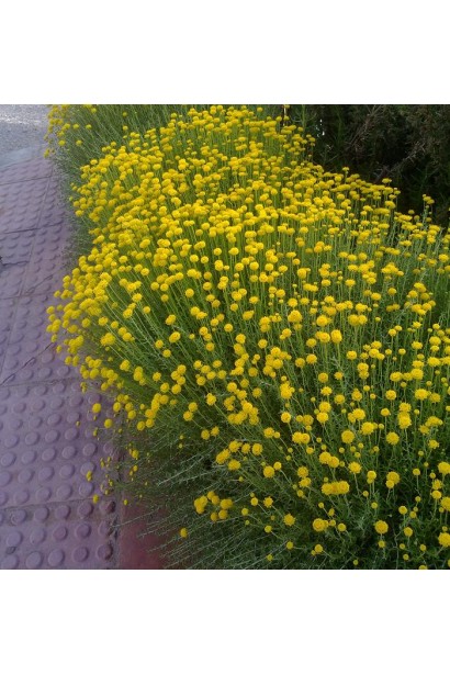 Сантоліна - ідеальний бордюрний чагарник