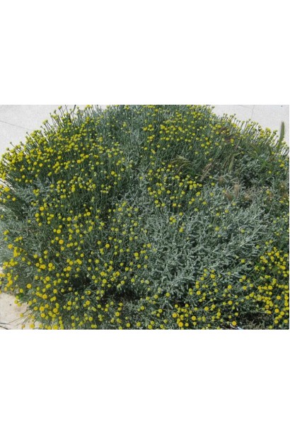 Сантоліна з сизим листям