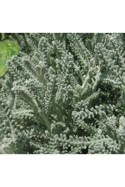 Сантоліна чамейціпариссус - ароматні листя