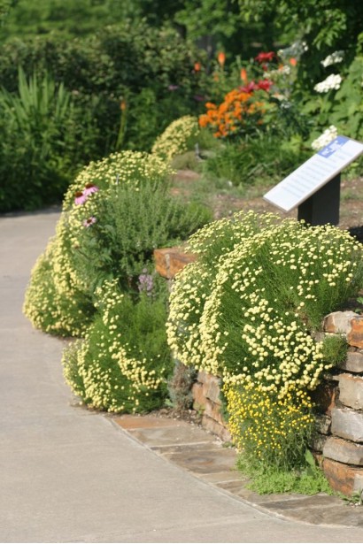 Сантолина на клумбе