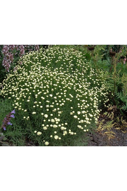 Декоративный полукустарник сантолина