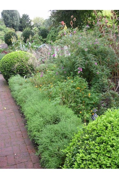 Сантолина – идеальный бордюрный кустарник