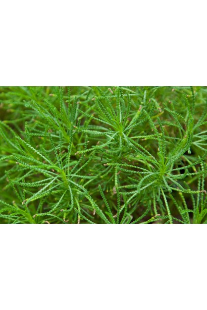 Сантолина зелёная