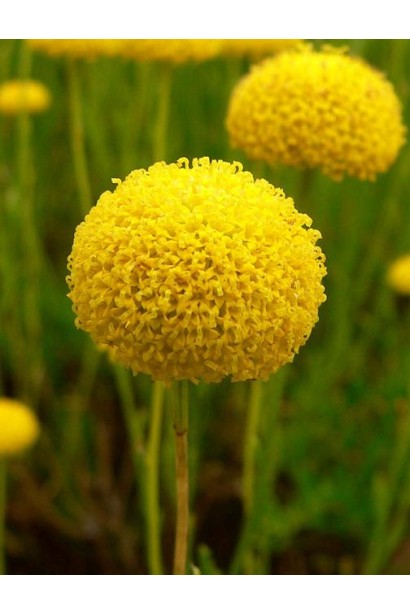 Цветы сантолины зеленой