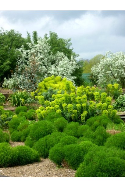 Сантолина с шаровидными соцветиями