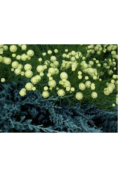 Зеленая сантолина с желтыми цветами