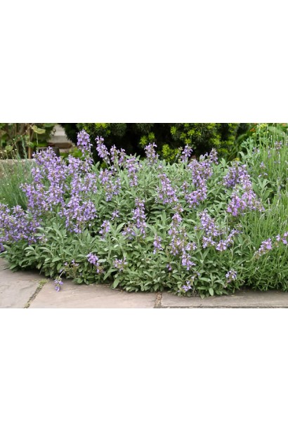 Компактний кущ шавлії лікарської в ландшафтному дизайні.