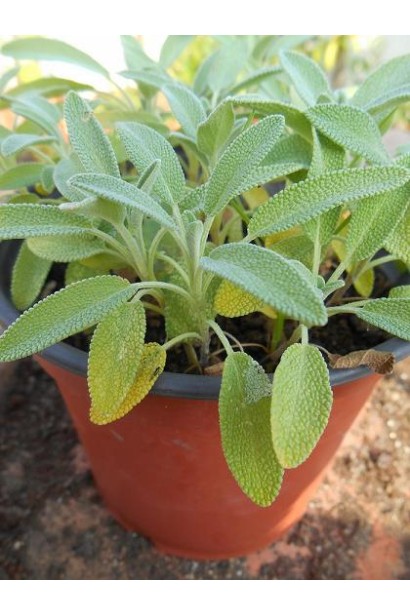 Salvia officinalis