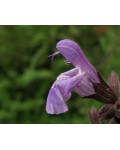 Шавлія лікарська | Шалфей лекарственный | Salvia officinalis