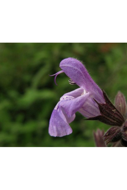 Шавлія лікарська