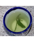 Шавлія лікарська | Шалфей лекарственный | Salvia officinalis