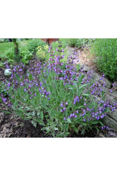 Шавлія лікарська — корисна рослина для вашого квітника.