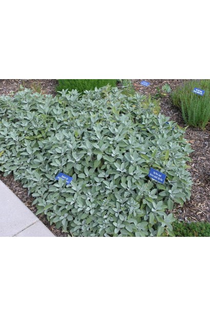 Кущ шавлії: декоративний і лікувальний акцент у саду.