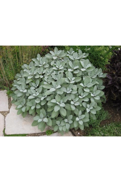 Salvia officinalis: багаторічна трава для кулінарії та медицини.