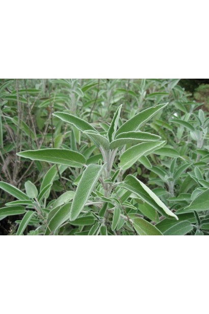 Шавлія: багатофункціональна рослина для дому.