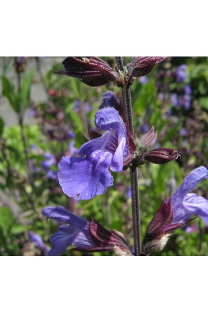 Salvia officinalis із сріблясто-зеленим листям і фіолетовими квітами.