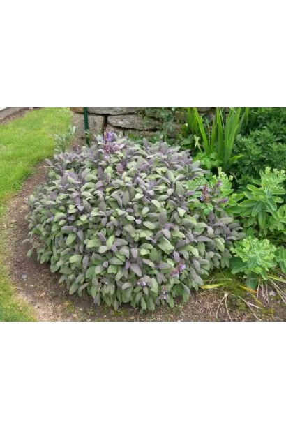 Шавлія лікарська з ароматними листками для саду.