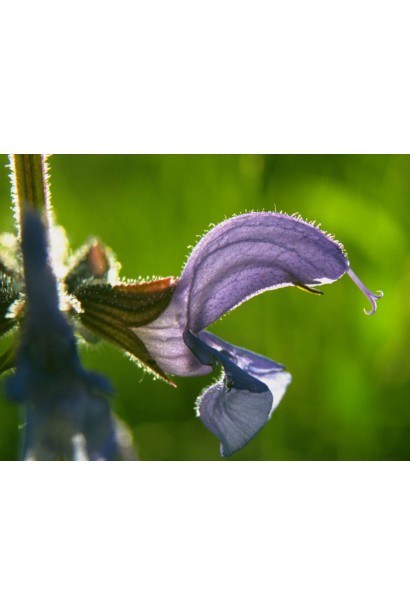 Шавлія лікарська