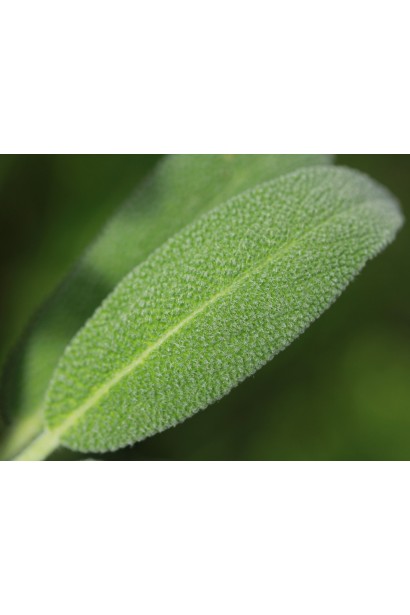 Листья Salvia officinalis для кулинарии, медицины и эстетики.