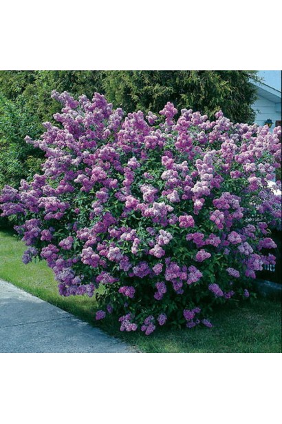 Двухцветные сиреневые цветы Sensation