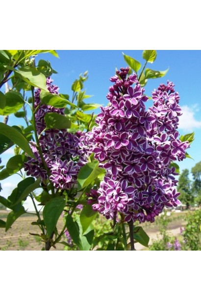 Сирень Сенсация с двухцветными цветами