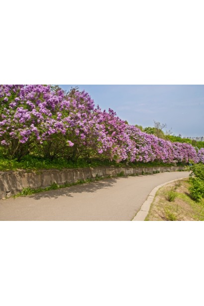 Syringe vulgaris Sensation