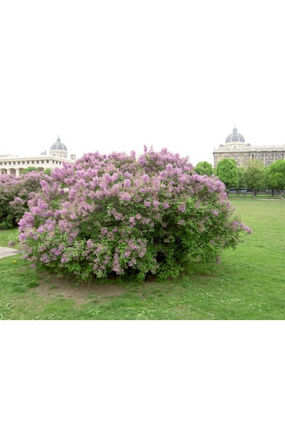 Весенняя сирень Sensation в полном цвете