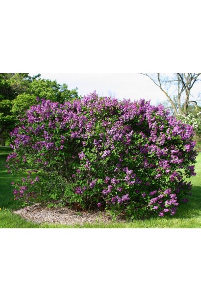 Сирень обыкновенная Сенсация