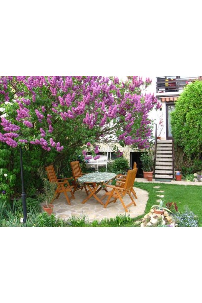 Садовая сирень Sensation в ландшафтном дизайне