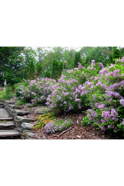 Ароматная сирень Сенсация на клумбе