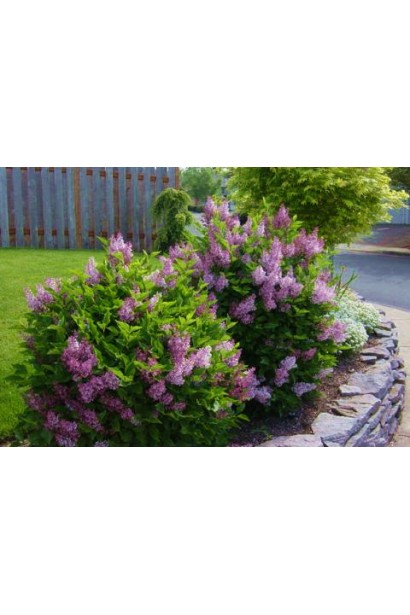 Сирень обыкновенная Сенсация