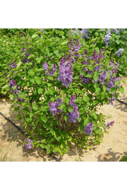 Кущ бузка Сенсація