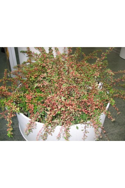 Барбарис Тунберга Наташа посадка в кашпо