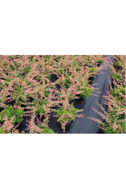 Барбарис Тунберга Наташа в садовому центрі Проксіма