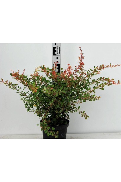 Berberis Тhunbergii Natasza