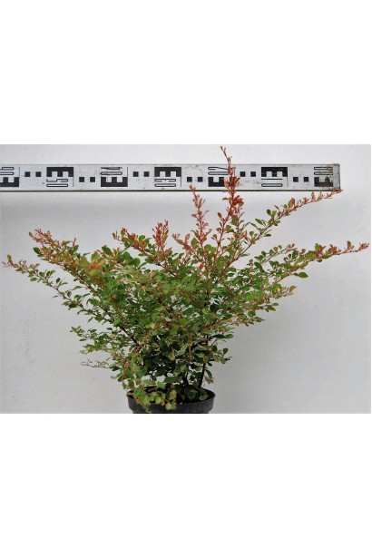 Барбарис Наташа з рожевим відтінком