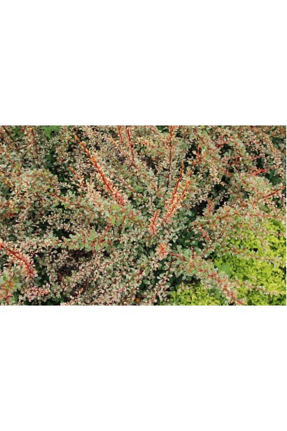 Барбарис Тунберга Наташа кущ