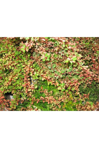 Барбарис Тунберга Наташа