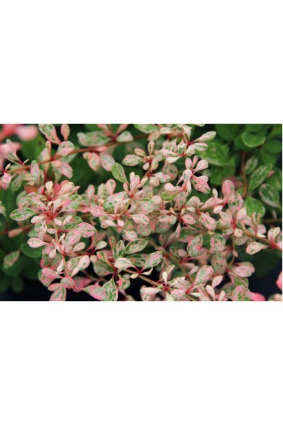 Berberis Тhunbergii Наташа мармуровий