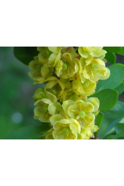 Барбарис Тунберга Наташа цвітіння