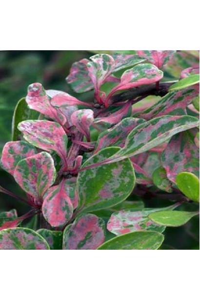 Барбарис Тунберга Наташа листя